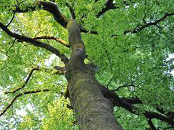 Trouver des fournisseurs de bois de chauffage en France